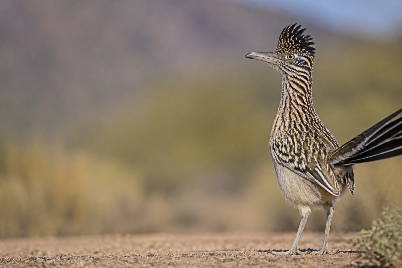 Greater Roadrunner (Geococcyx californianus) in the wild — Catch'Um species field guide