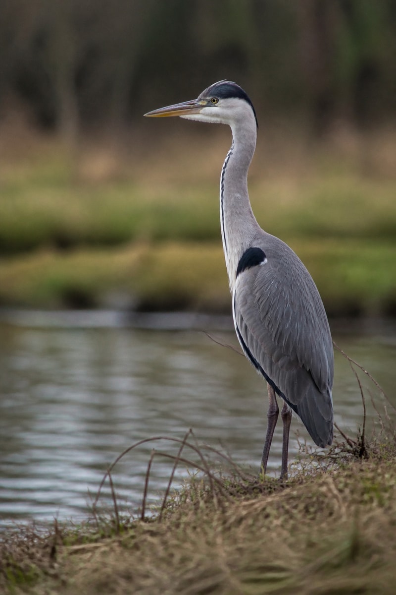 Grey Heron (Ardea cinerea)