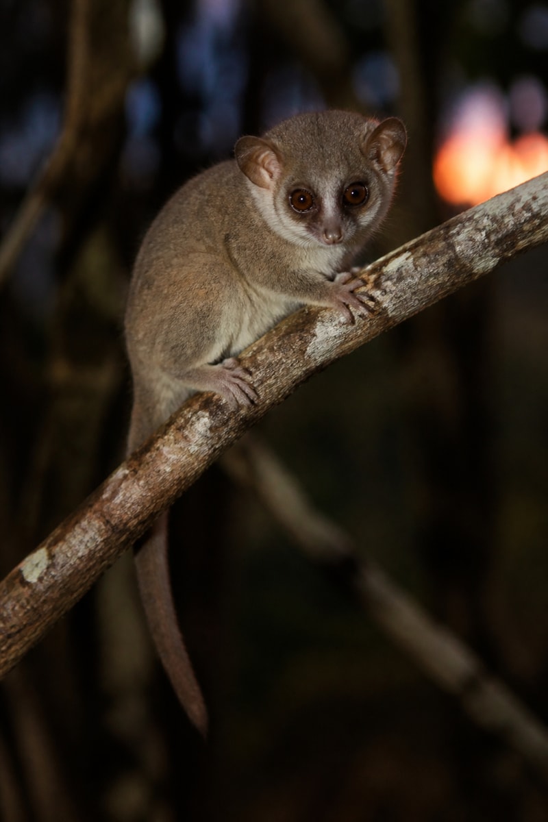 Grey Mouse Lemur (Microcebus murinus)
