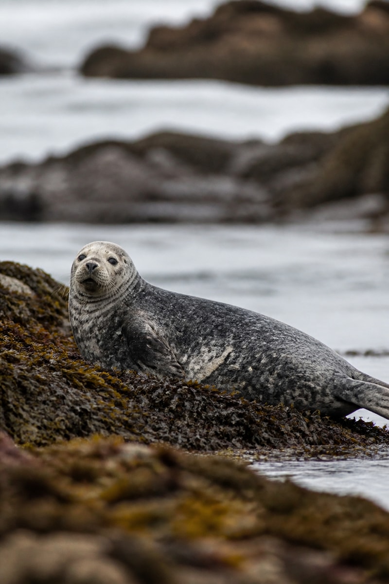 Grey Seal (Halichoerus grypus)