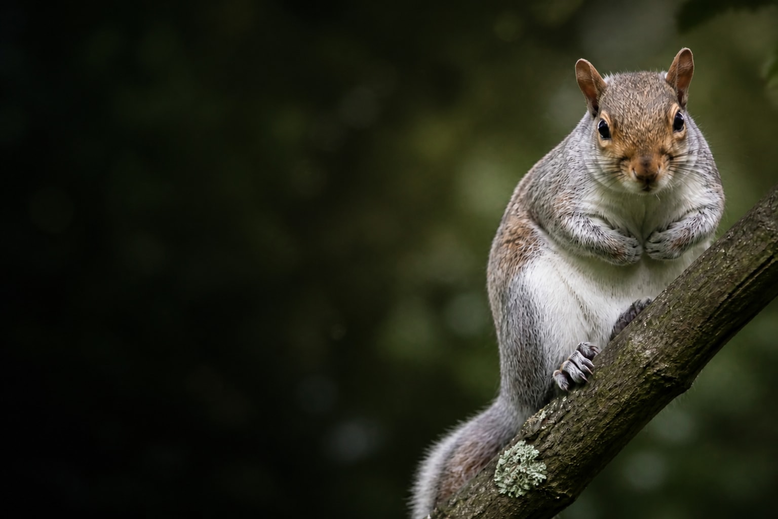 Grey Squirrel (Sciurus carolinensis) in the wild — Catch'Um species field guide