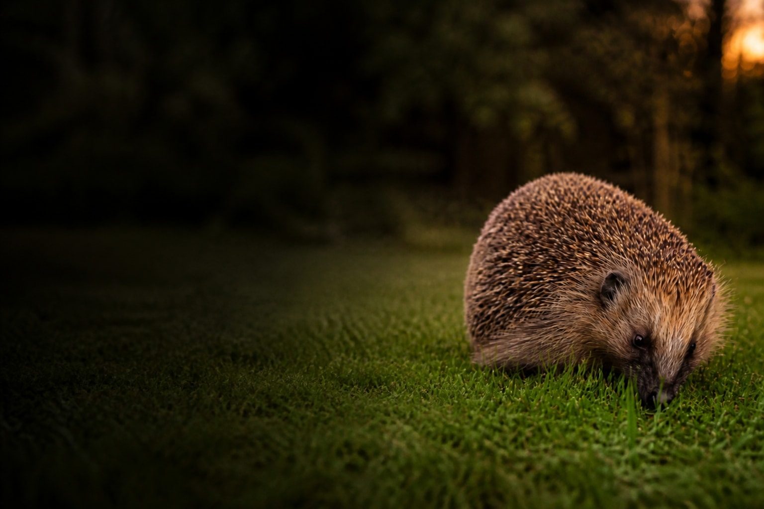 Hedgehog (Erinaceus europaeus) in the wild — Catch'Um species field guide