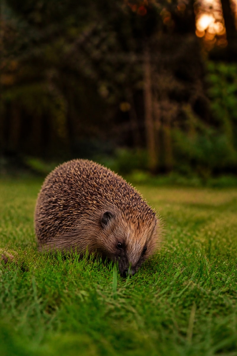 Hedgehog (Erinaceus europaeus)