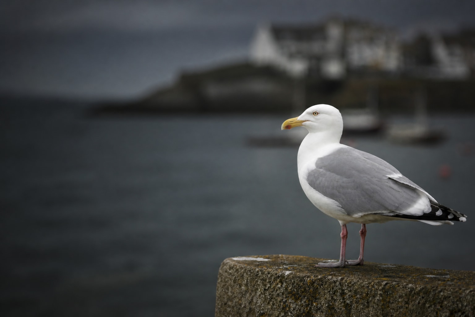 Herring Gull (Larus argentatus) in the wild — Catch'Um species field guide