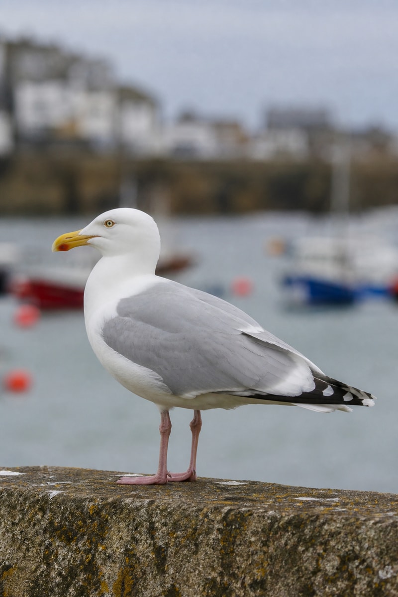 Herring Gull (Larus argentatus)