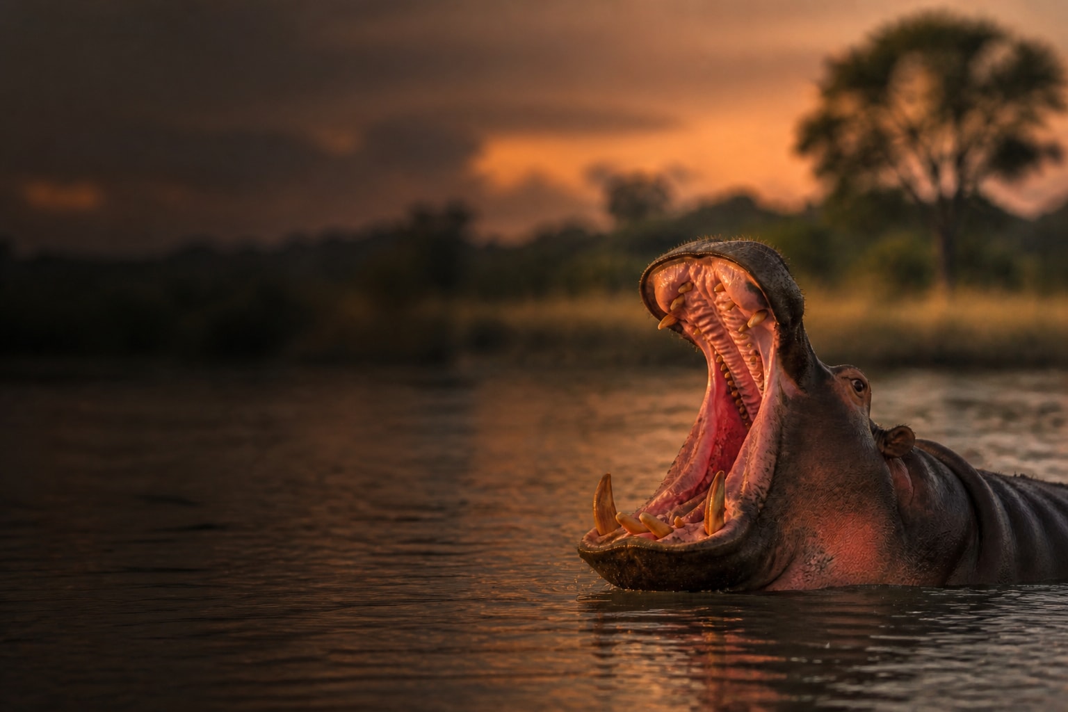 Hippopotamus (Hippopotamus amphibius) in the wild — Catch'Um species field guide