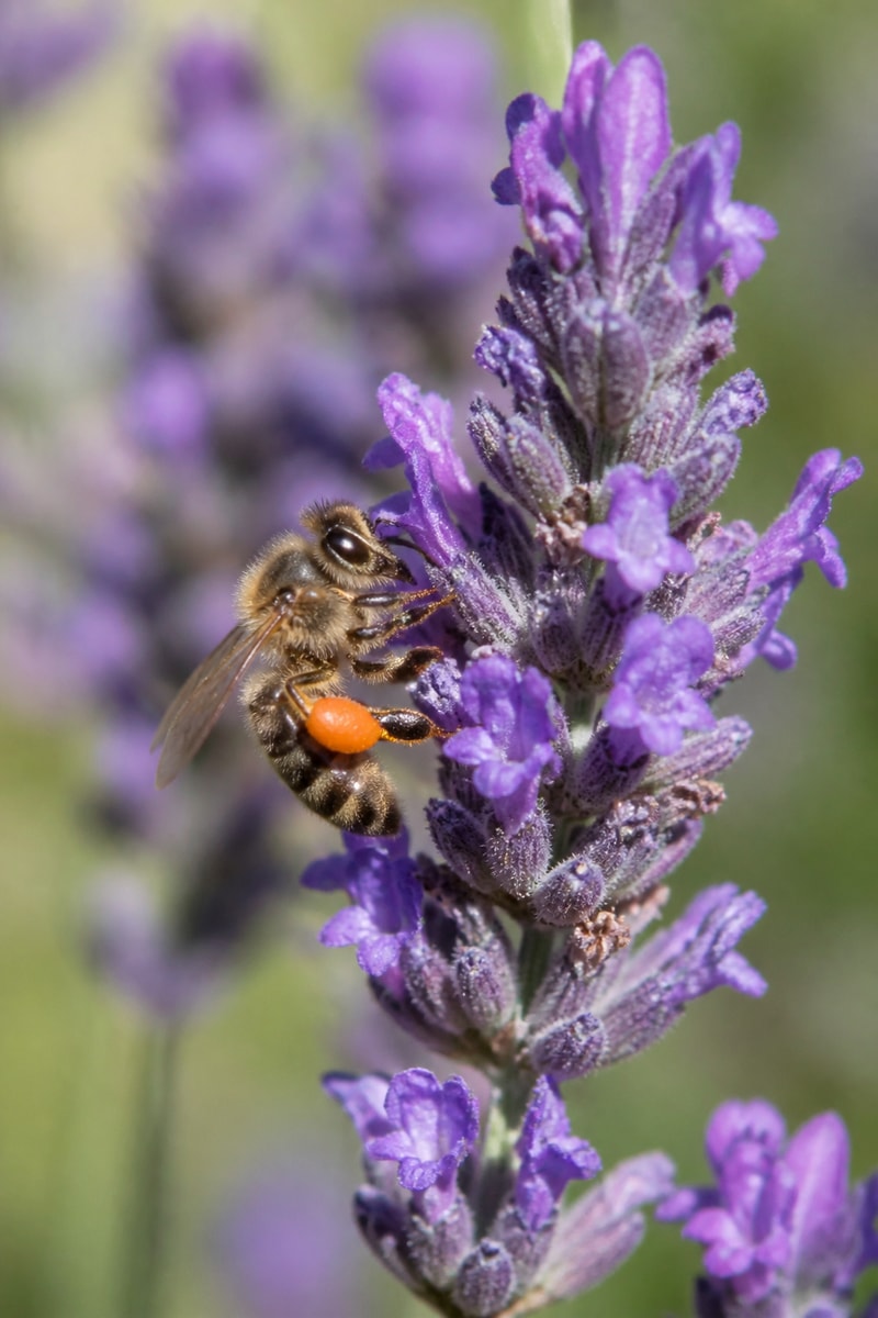 Honey Bee (Apis mellifera)