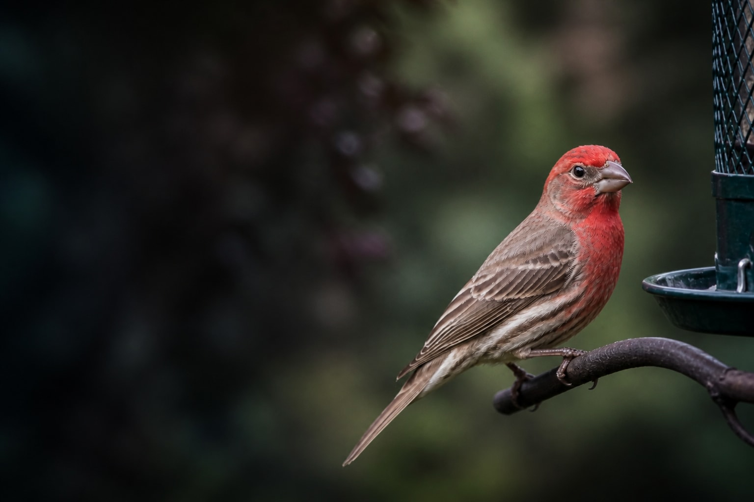 House Finch (Haemorhous mexicanus) in the wild — Catch'Um species field guide