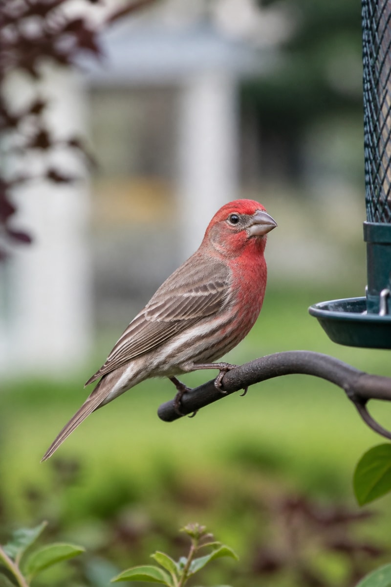 House Finch (Haemorhous mexicanus)
