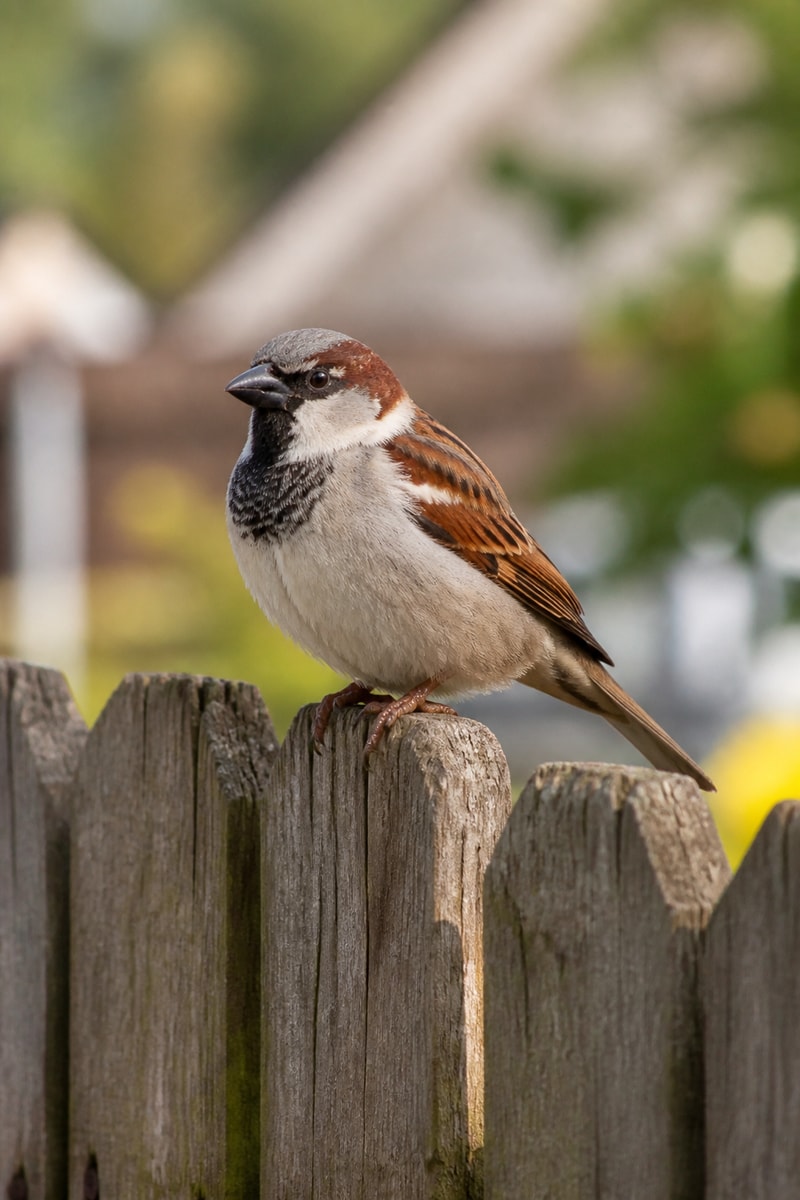 House Sparrow (Passer domesticus)