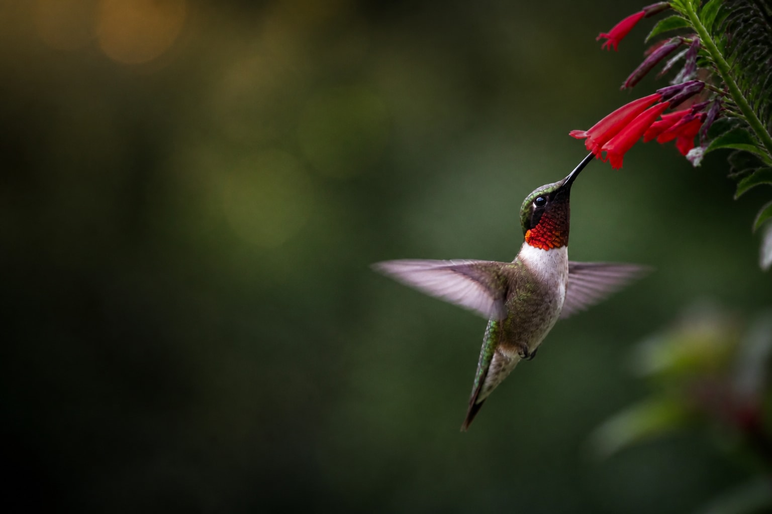 Hummingbird (Archilochus colubris) in the wild — Catch'Um species field guide