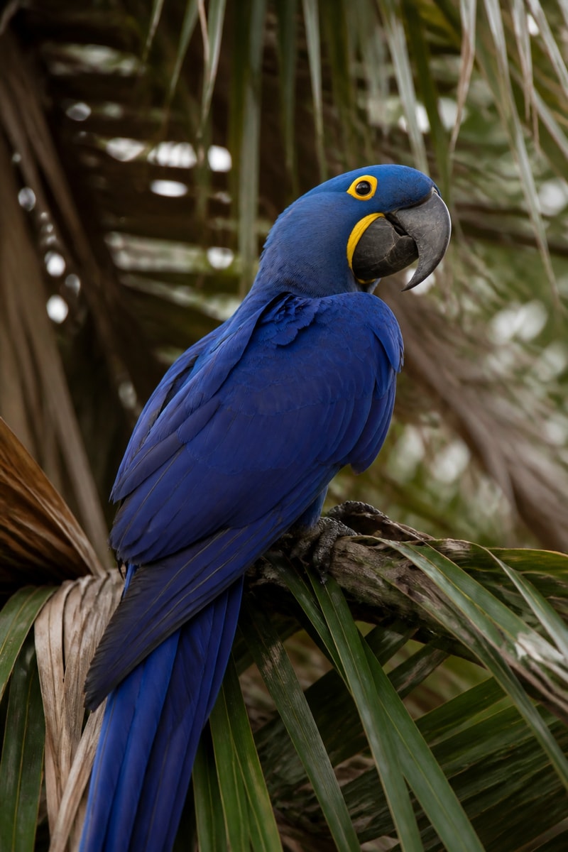Hyacinth Macaw (Anodorhynchus hyacinthinus)