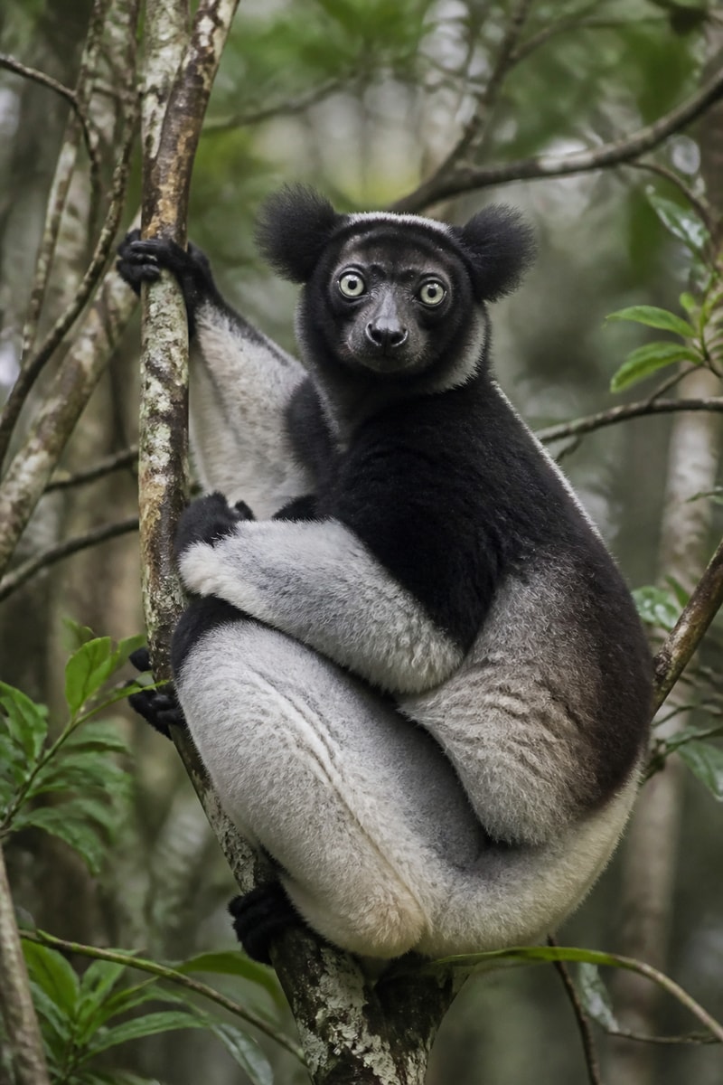 Indri (Indri indri)