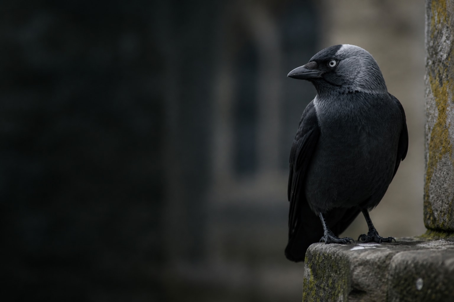 Jackdaw (Coloeus monedula) in the wild — Catch'Um species field guide