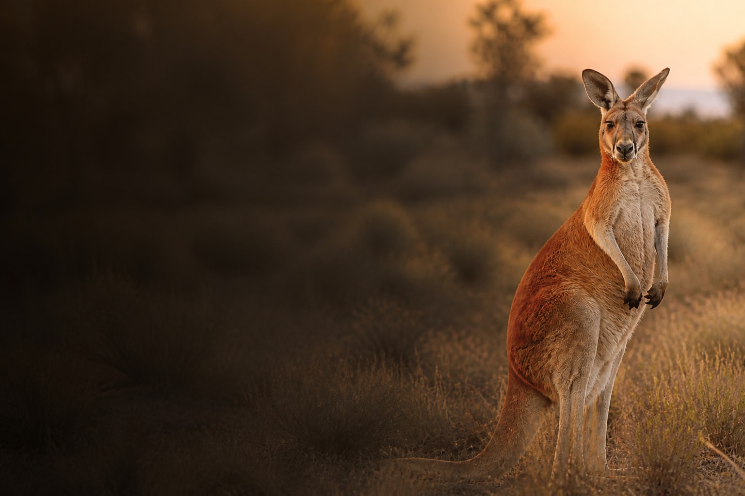 Kangaroo (Macropus rufus) in the wild — Catch'Um species field guide