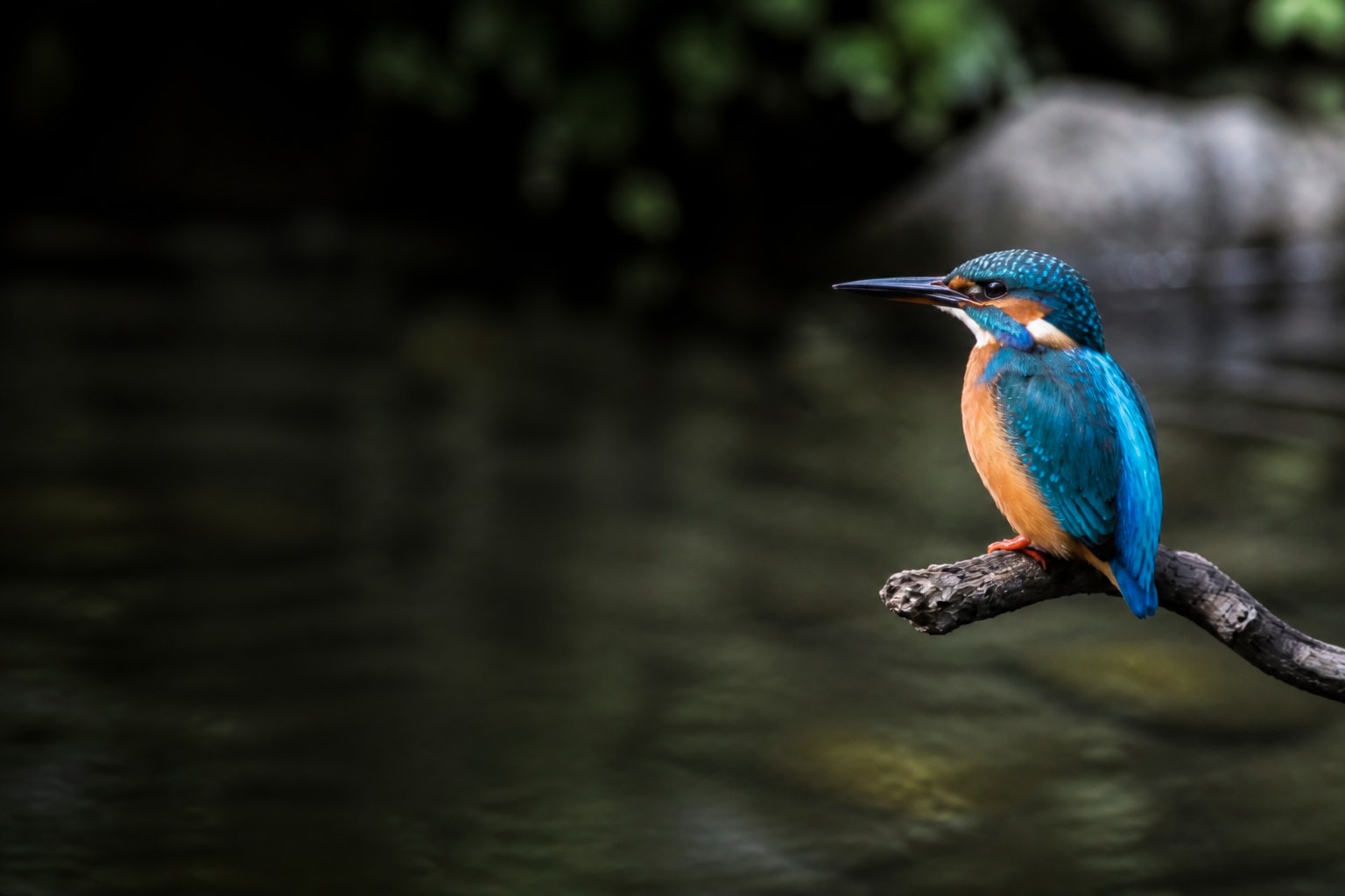 Kingfisher (Alcedo atthis) in the wild — Catch'Um species field guide