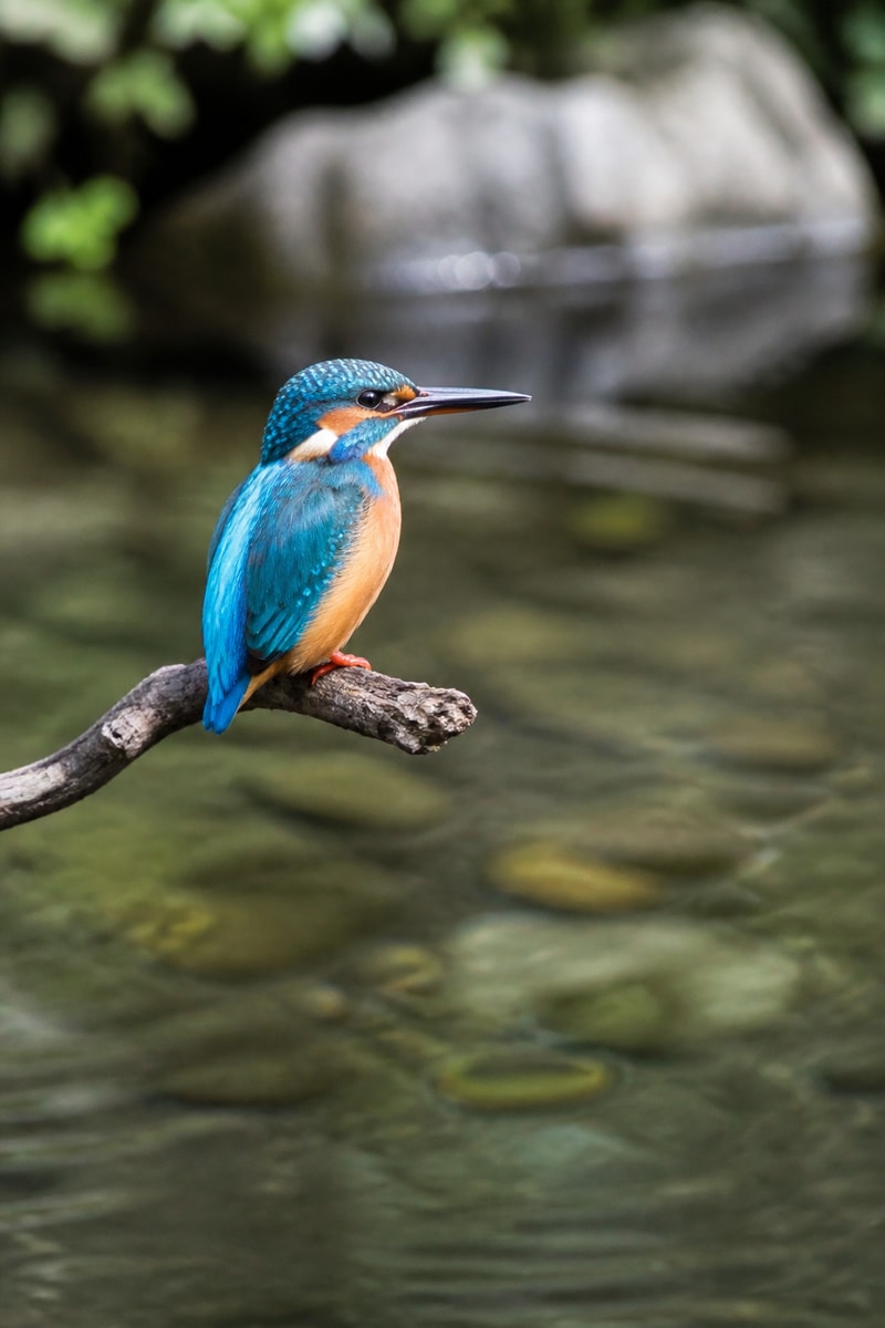 Kingfisher (Alcedo atthis)
