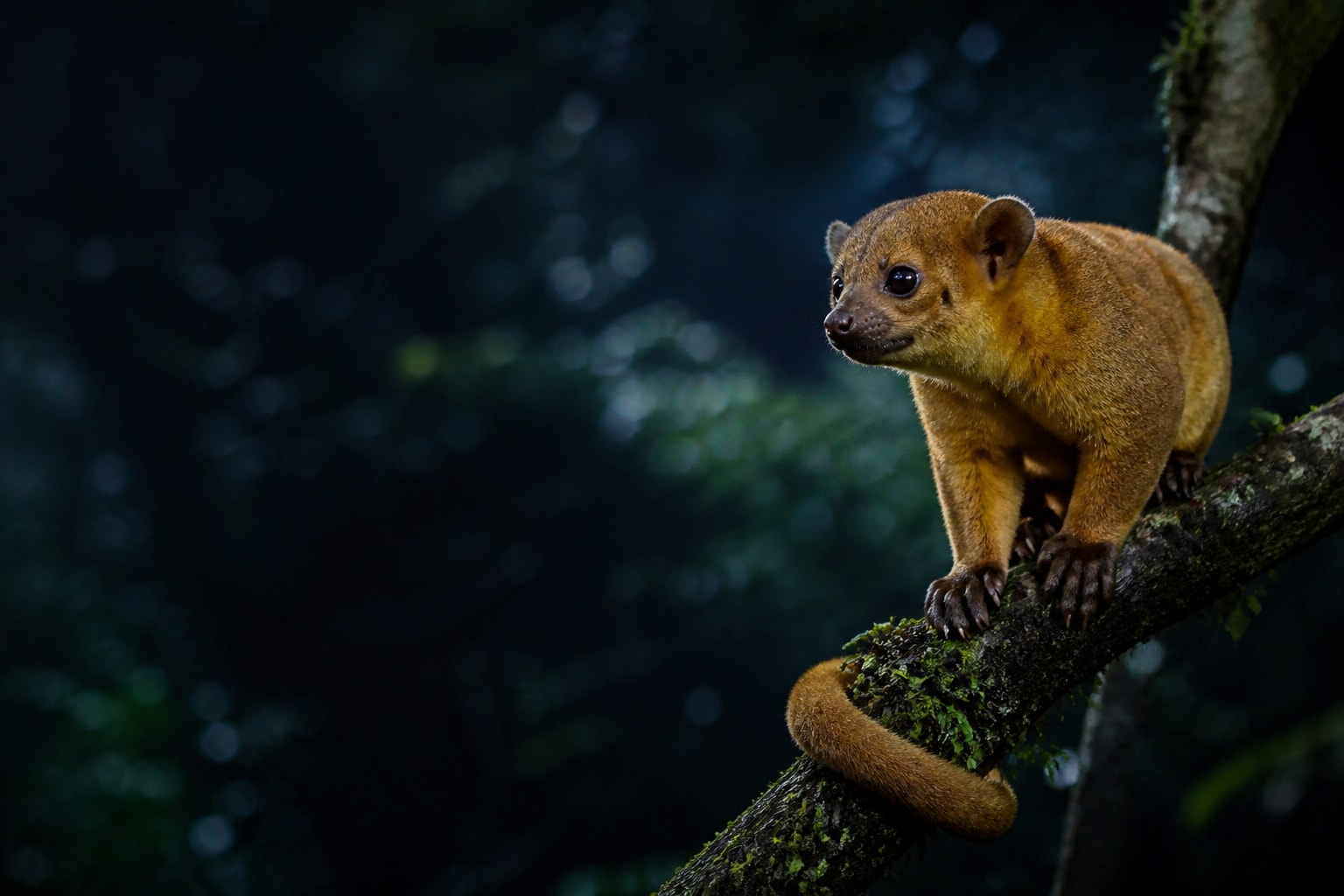 Kinkajou (Potos flavus) in the wild — Catch'Um species field guide