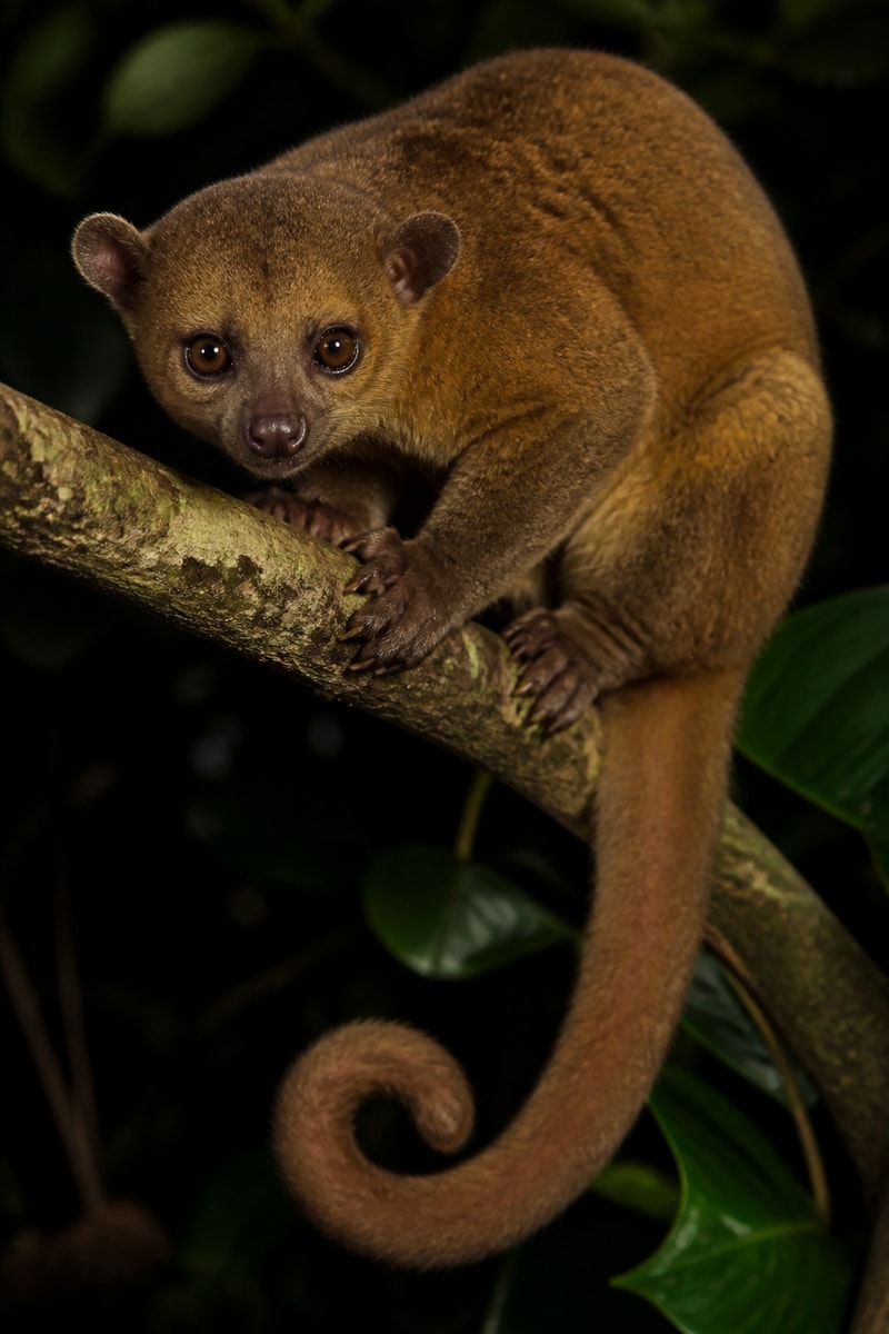 Kinkajou (Potos flavus)
