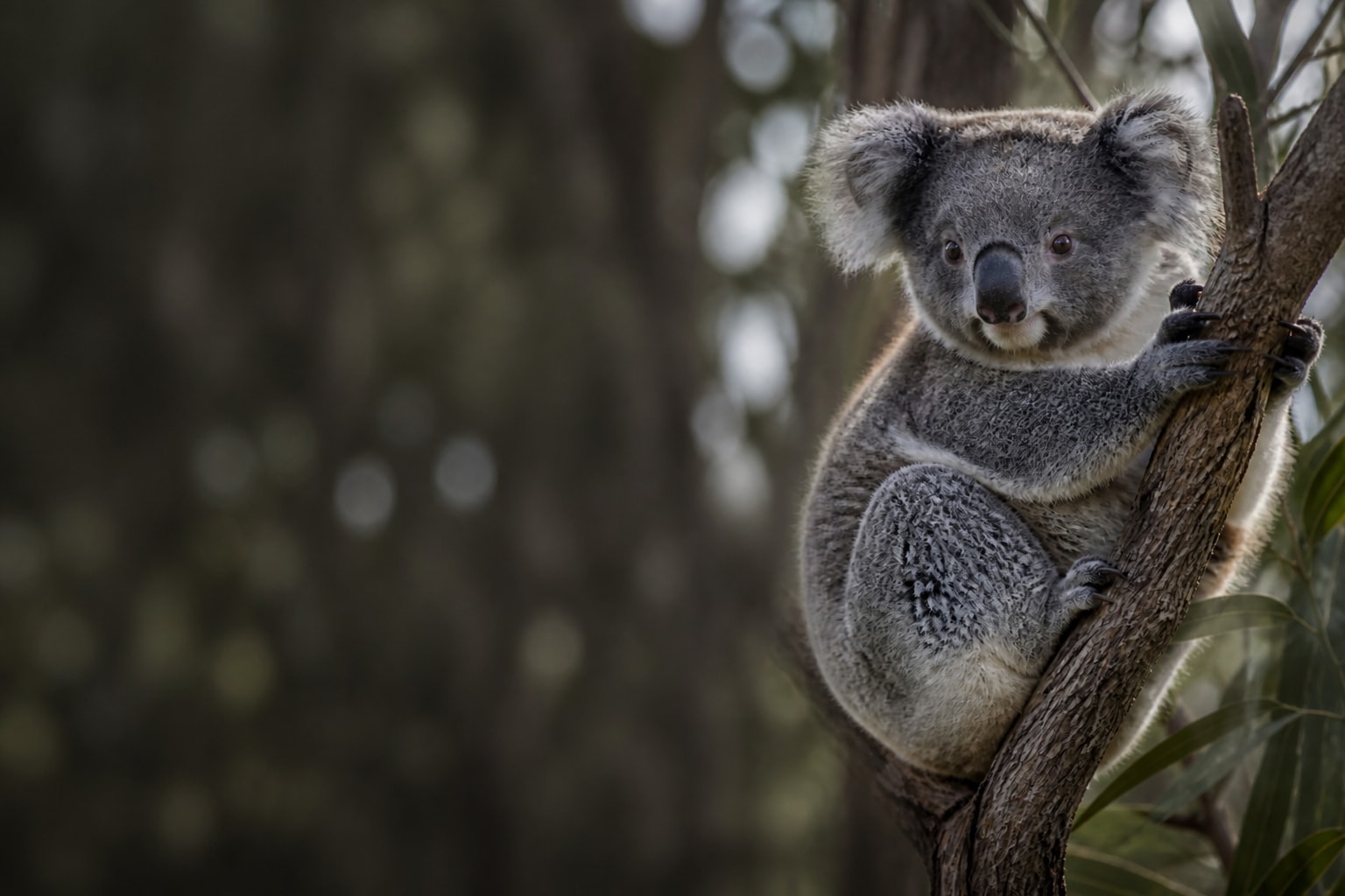 Koala in Australia — Catch'Um destination guide