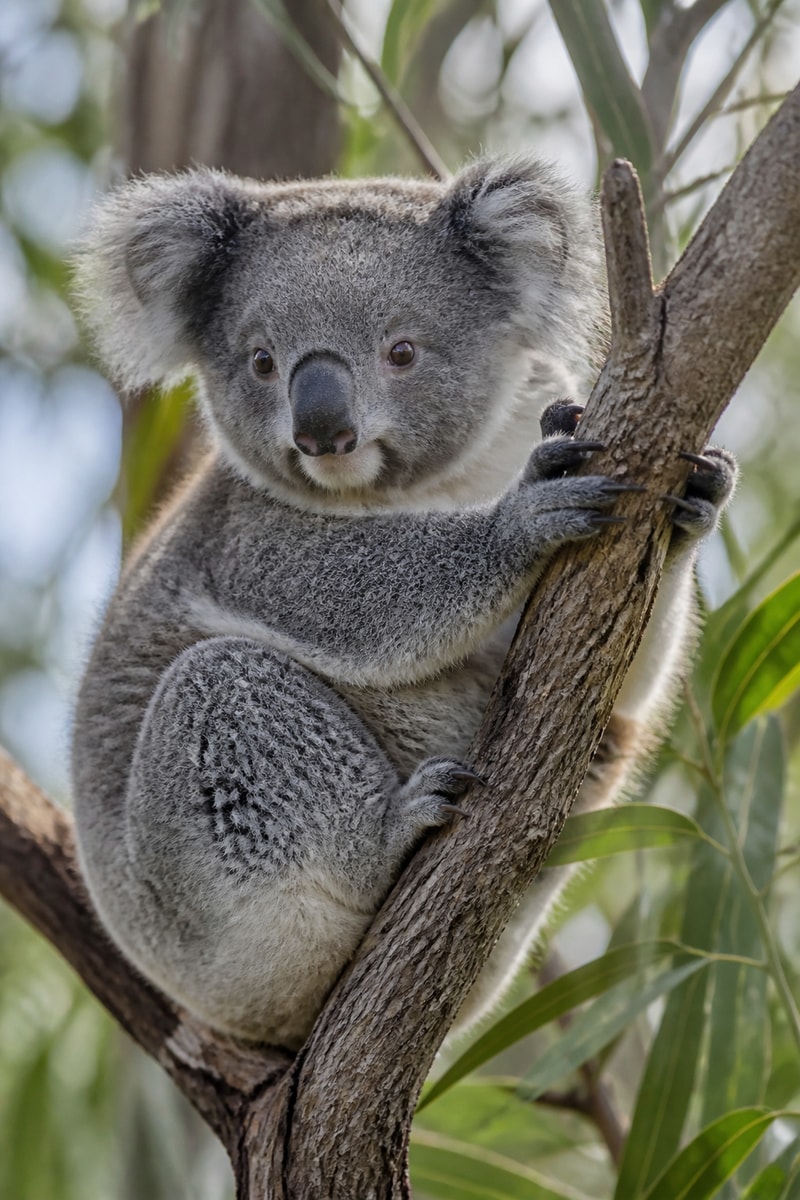 Koala (Phascolarctos cinereus)