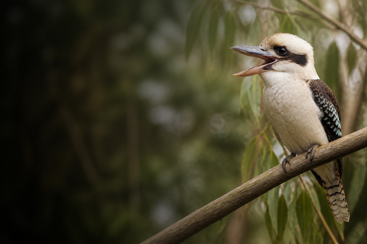 Kookaburra (Dacelo novaeguineae) in the wild — Catch'Um species field guide