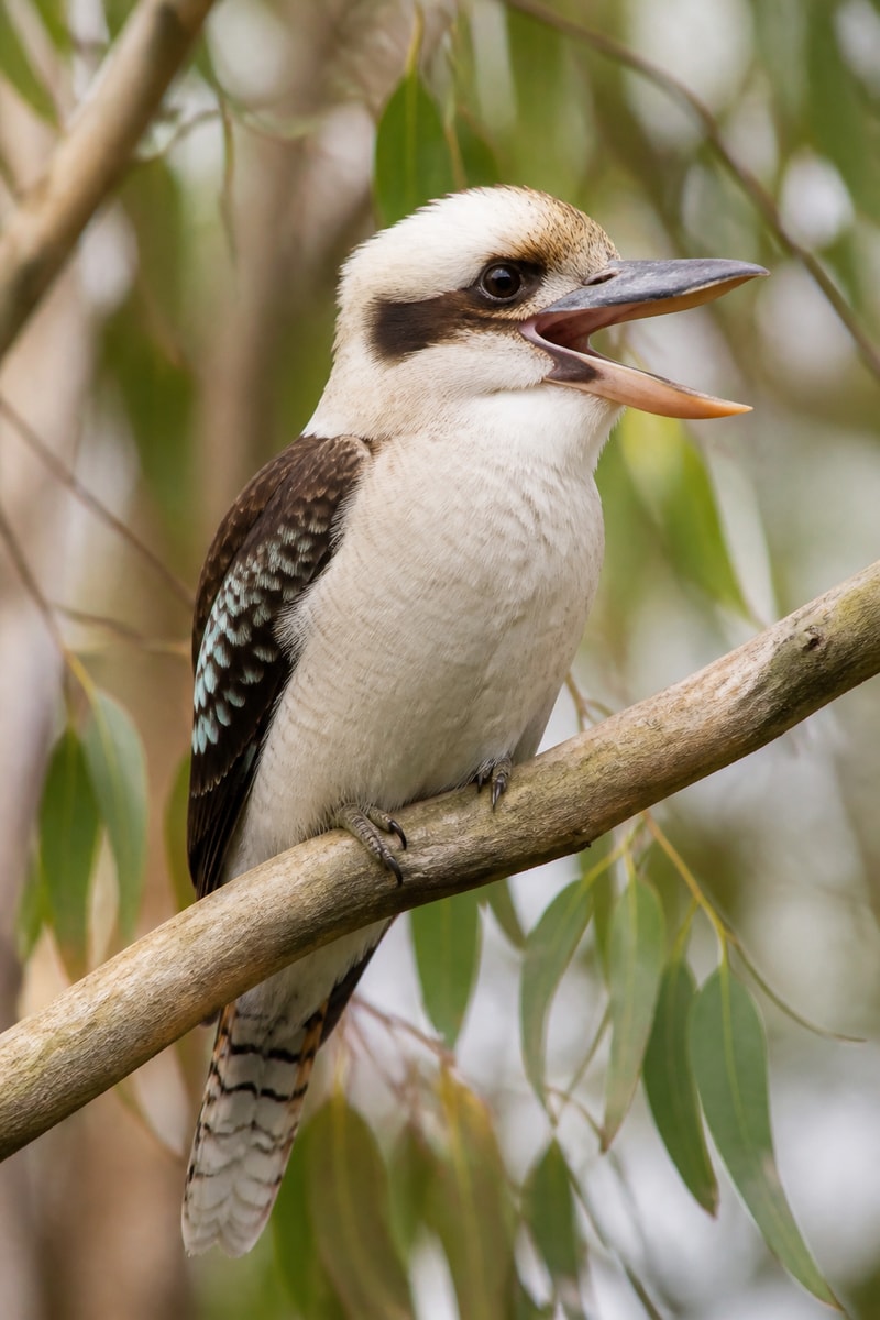 Kookaburra (Dacelo novaeguineae)