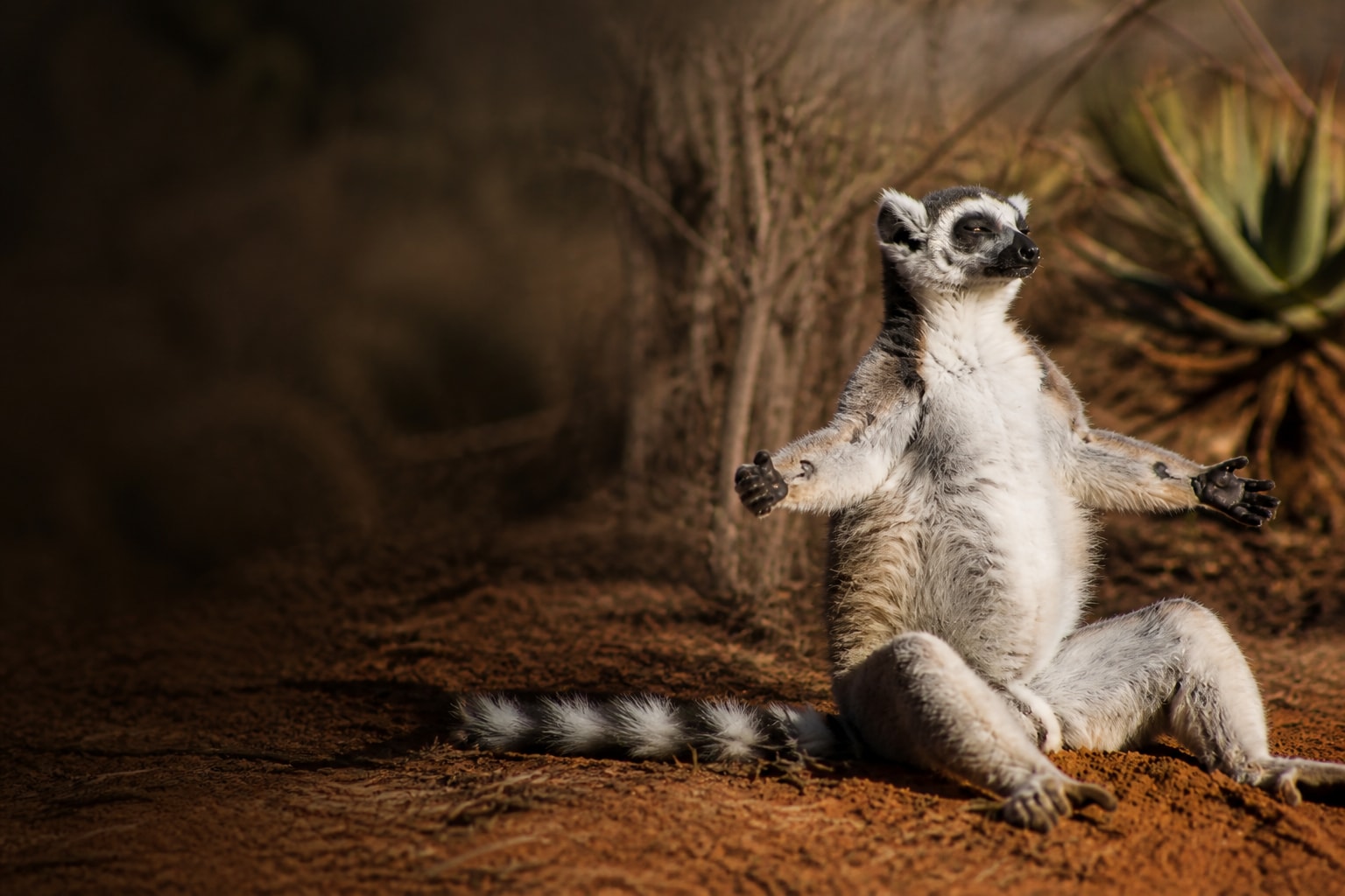 Ring-tailed Lemur in Madagascar — Catch'Um destination guide