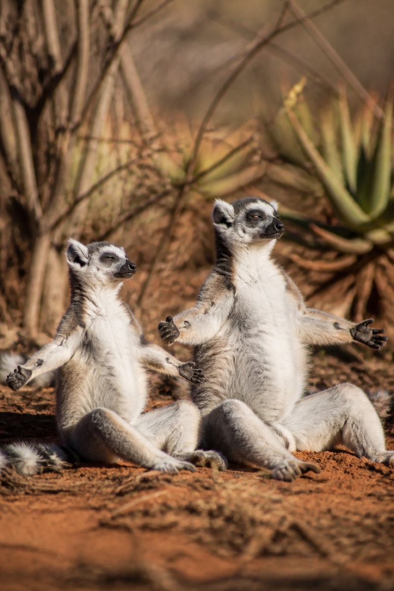 Ring-tailed Lemur (Lemur catta)