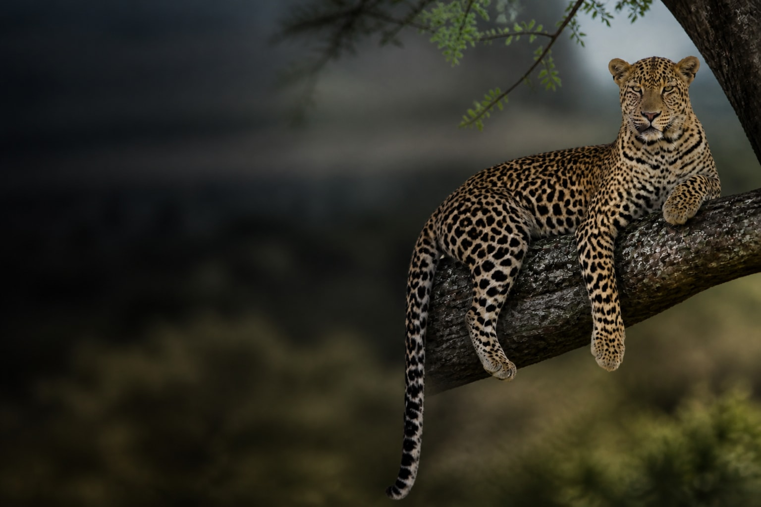 Leopard (Panthera pardus) in the wild — Catch'Um species field guide