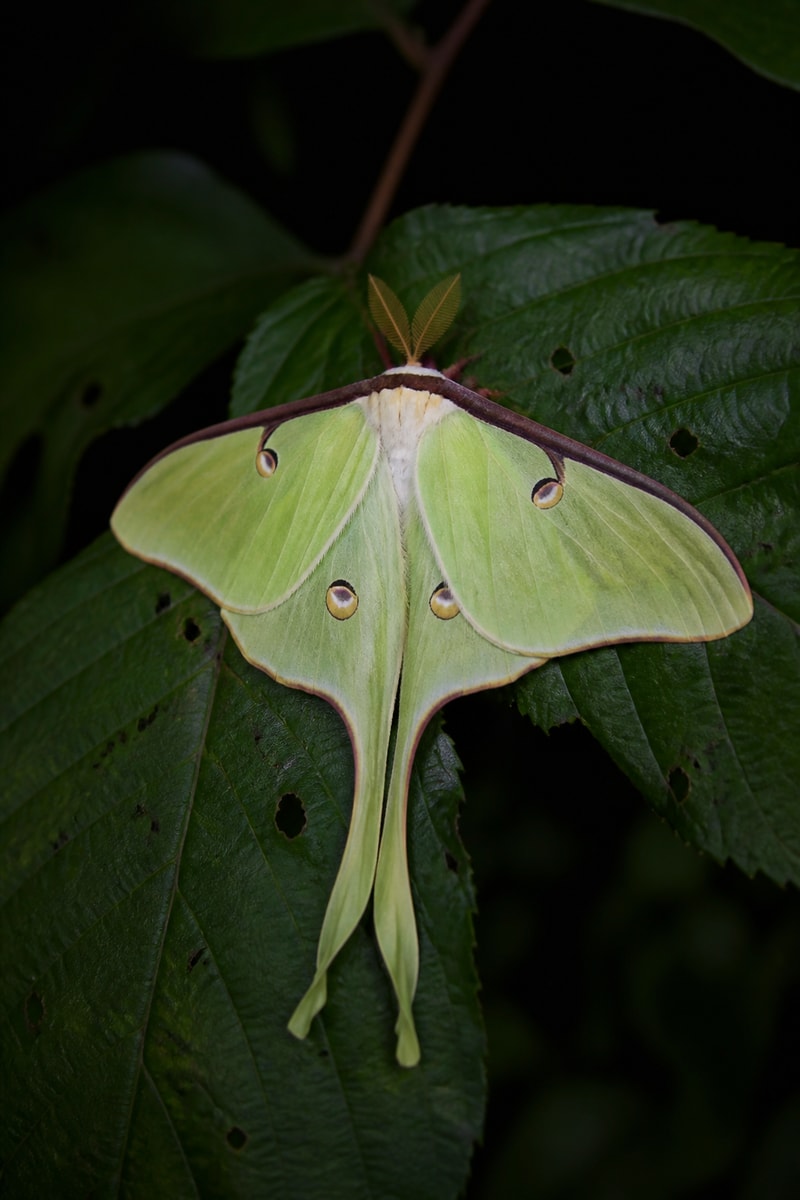 Luna Moth (Actias luna) wildlife photograph