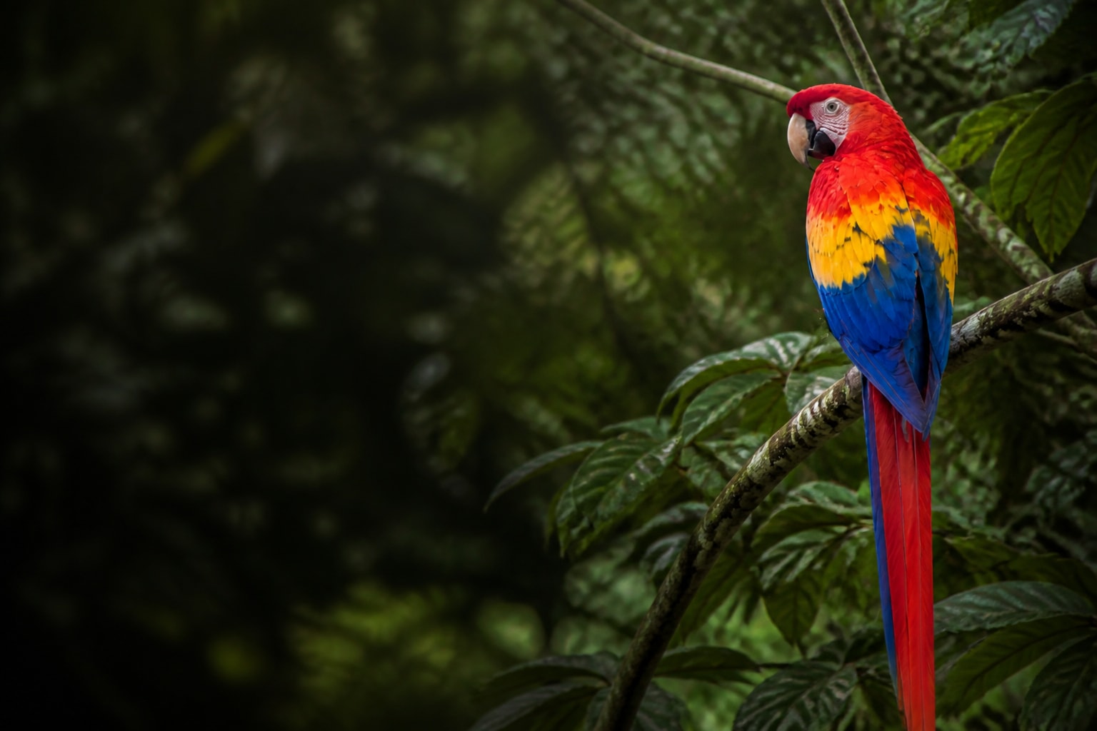 Macaw (Ara macao) in the wild — Catch'Um species field guide