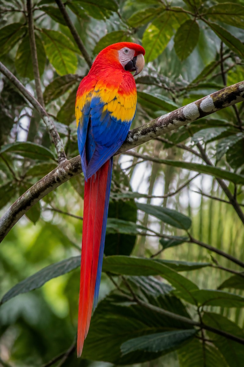 Macaw (Ara macao)