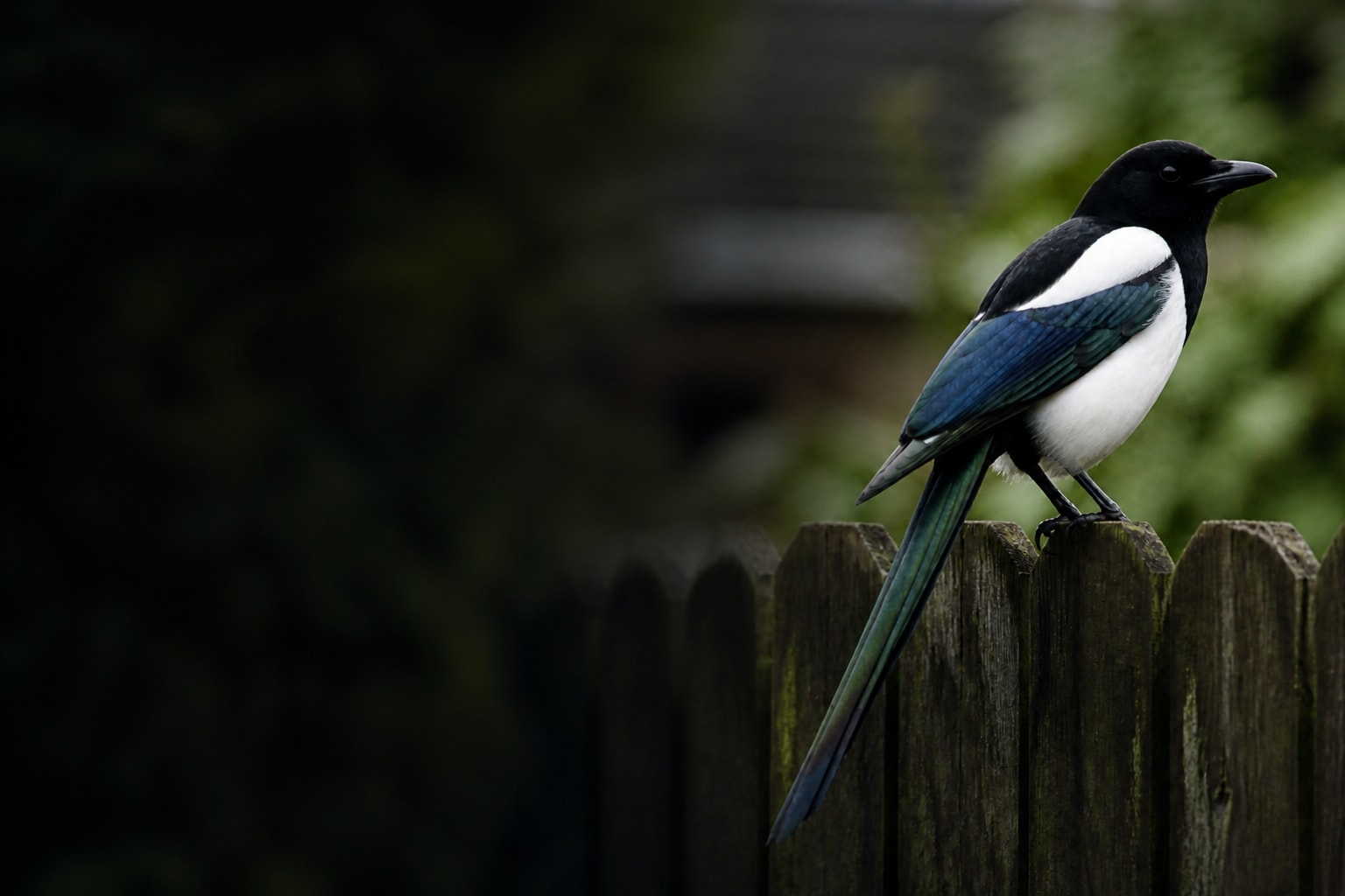 Magpie (Pica pica) in the wild — Catch'Um species field guide