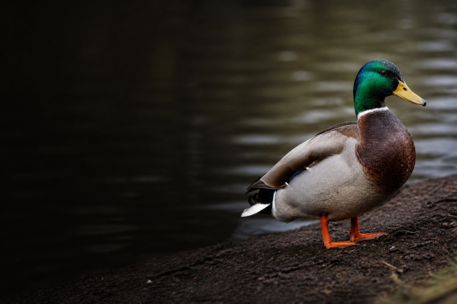 Mallard (Anas platyrhynchos) in the wild — Catch'Um species field guide