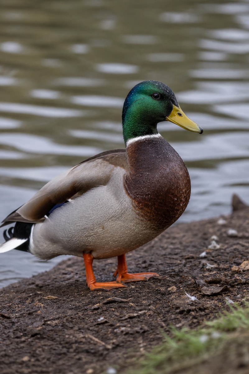 Mallard (Anas platyrhynchos)