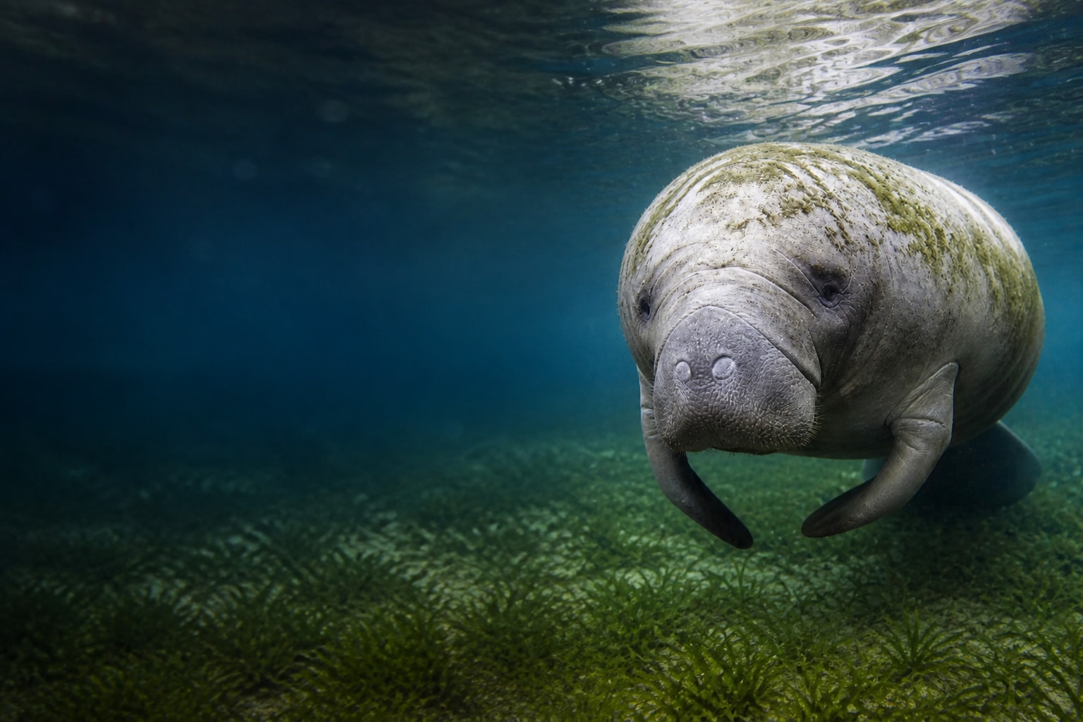 Manatee (Trichechus manatus) in the wild — Catch'Um species field guide