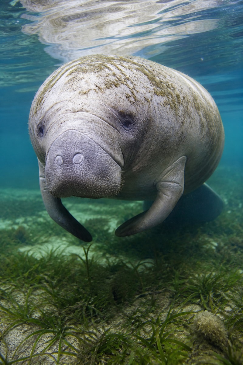 Manatee (Trichechus manatus)