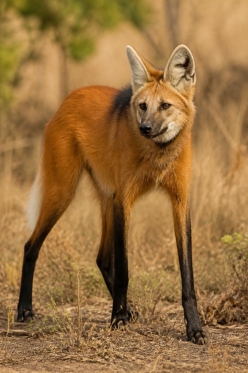 Maned Wolf (Chrysocyon brachyurus)