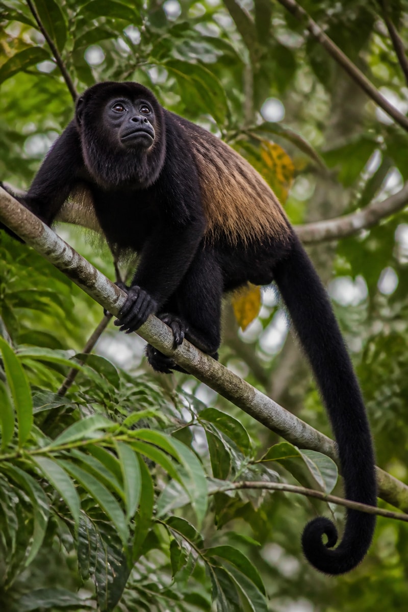 Mantled Howler (Alouatta palliata)