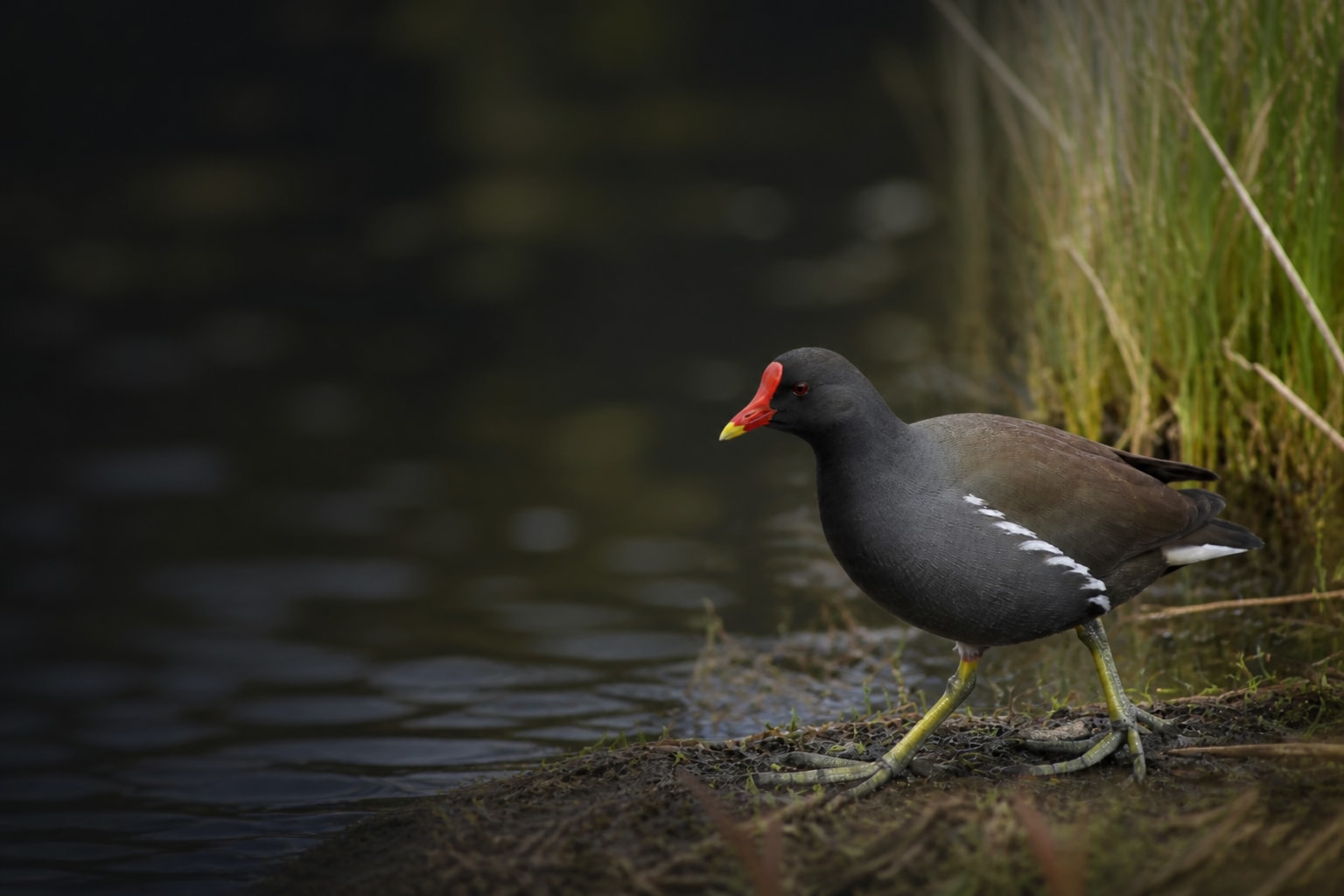 Moorhen (Gallinula chloropus) in the wild — Catch'Um species field guide