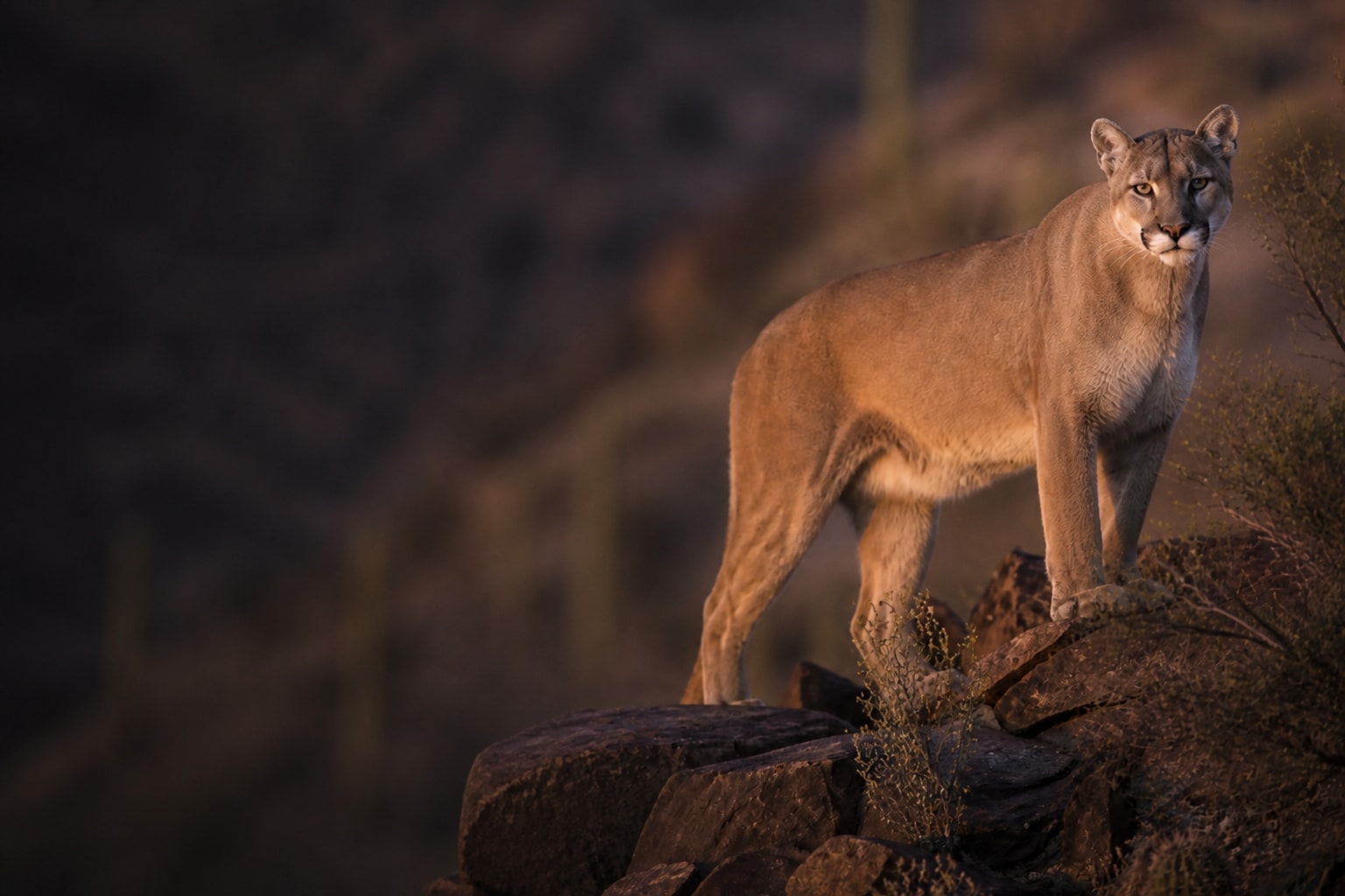 Mountain Lion (Puma concolor) in the wild — Catch'Um species field guide