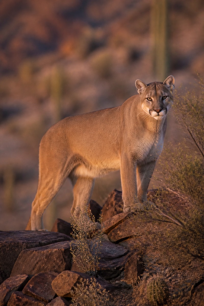 Mountain Lion (Puma concolor)