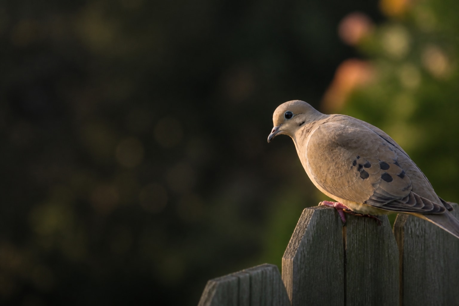 Mourning Dove (Zenaida macroura) in the wild — Catch'Um species field guide