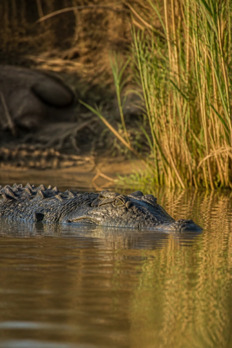 Nile Crocodile (Crocodylus niloticus)