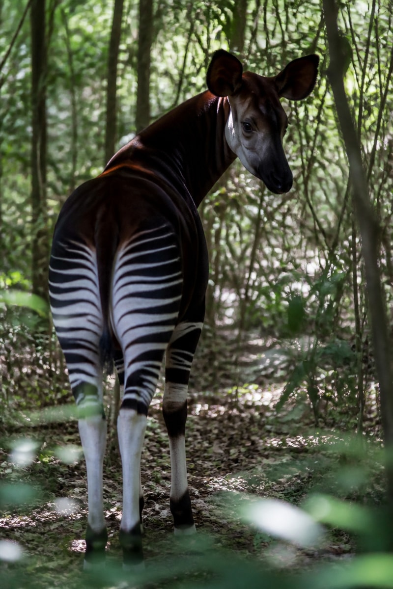 Okapi (Okapia johnstoni)
