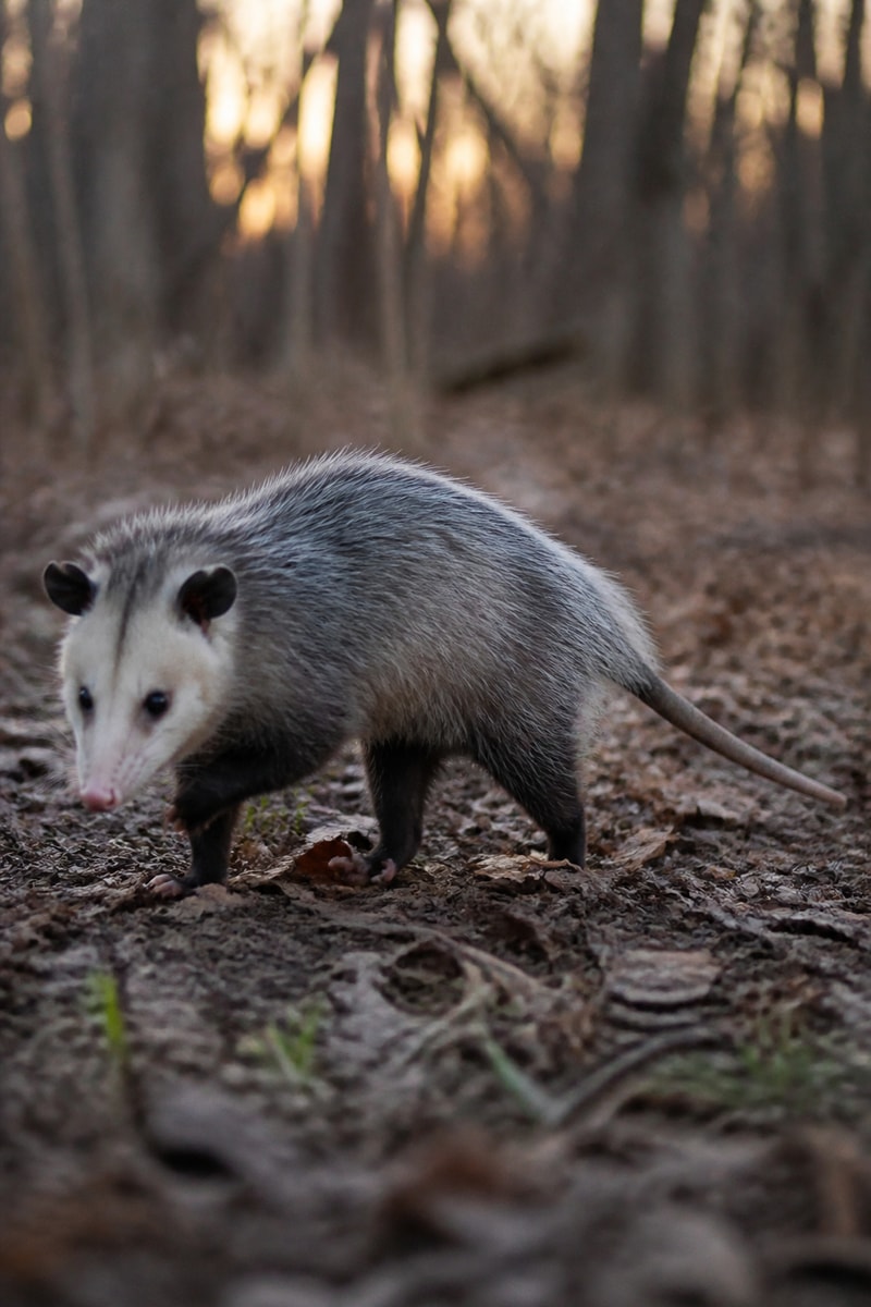 Opossum (Didelphis virginiana)