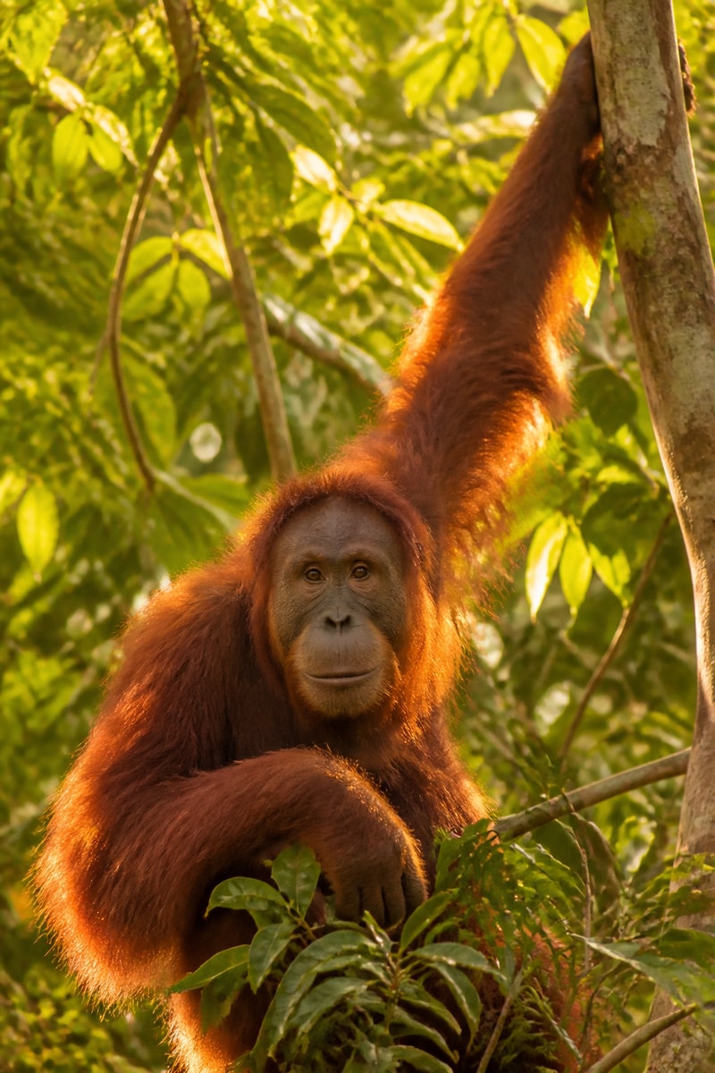 Orangutan (Pongo pygmaeus)
