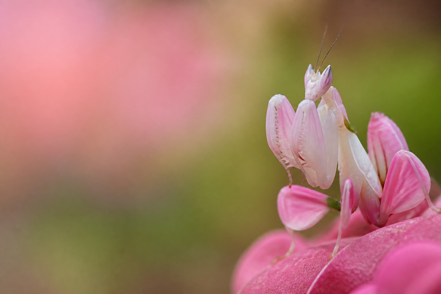 Orchid Mantis (Hymenopus coronatus) in the wild — Catch'Um species field guide