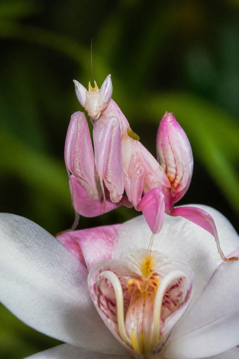 Orchid Mantis (Hymenopus coronatus) wildlife photograph